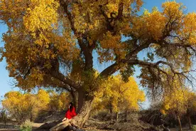 中国最美的8大胡杨林，人间最绝色的秋景终于来啦，美到极致！图片