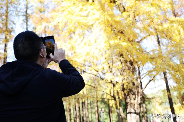 又是一年银杏璀璨时,上海闵行一棵300余年古银杏树进入醉美时刻