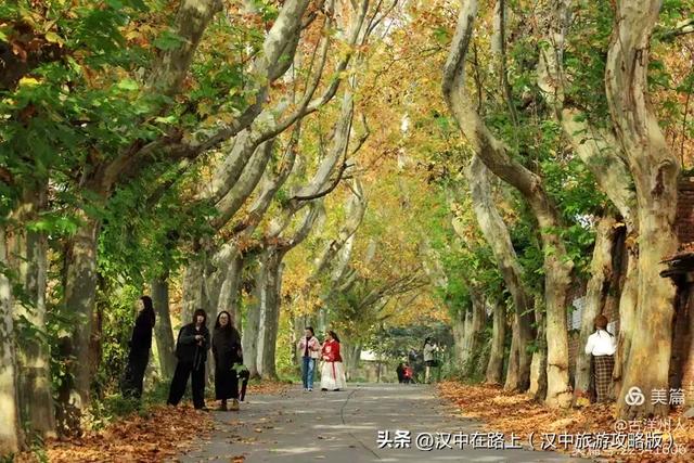 汉中老厂区的梧桐大道,太火了!