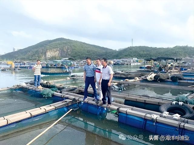 湛江花胶多少钱一斤 湛江花胶产地在哪