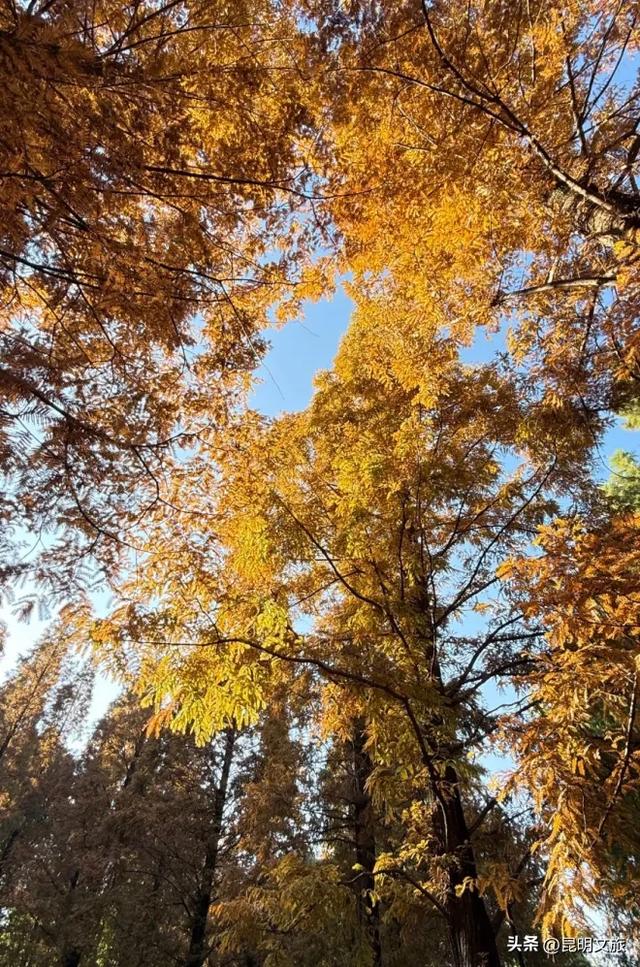 昆明人私藏观鸥地图+观杏！滴滴6折立减35元打车券直接薅