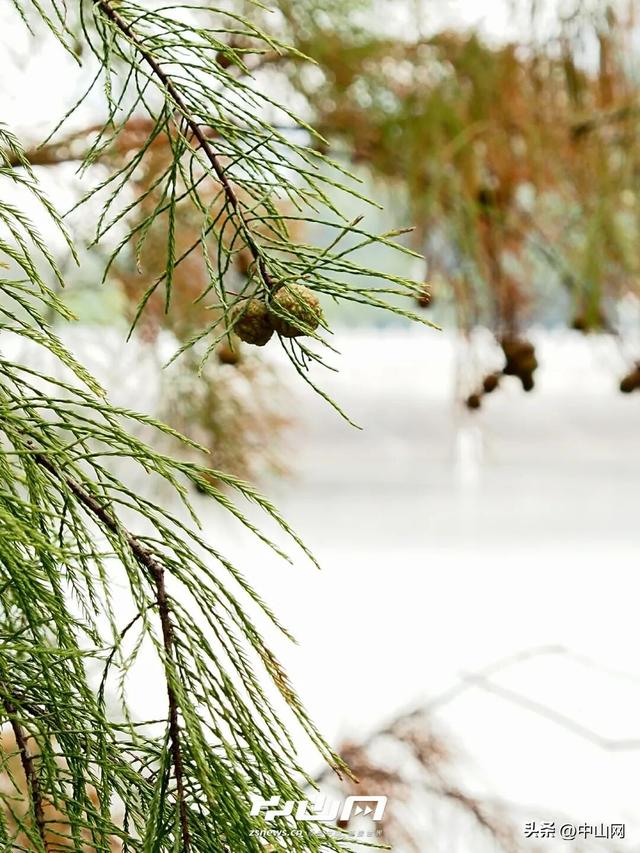 太出片啦！中山焦糖色「落羽杉」上线