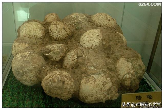 山东行游影记（27）—平邑天宇自然博物馆（二）