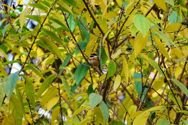 花漾邛州｜“蜡”么香，“蜡”么美！