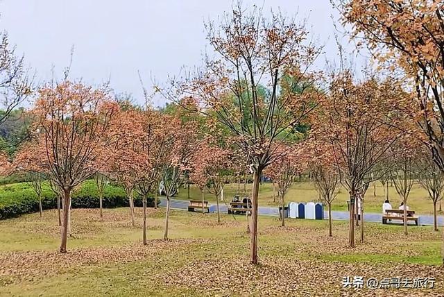 成都主城区最大人工湖，秋天超级惊艳，不要门票，地铁公交直达！