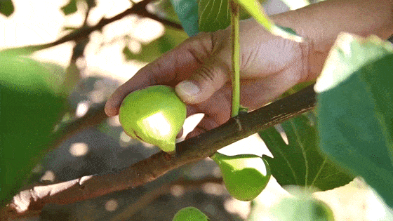 秋天的第一口甜，何必远方？临夏市大庄村的“养颜果”甜到心坎里～