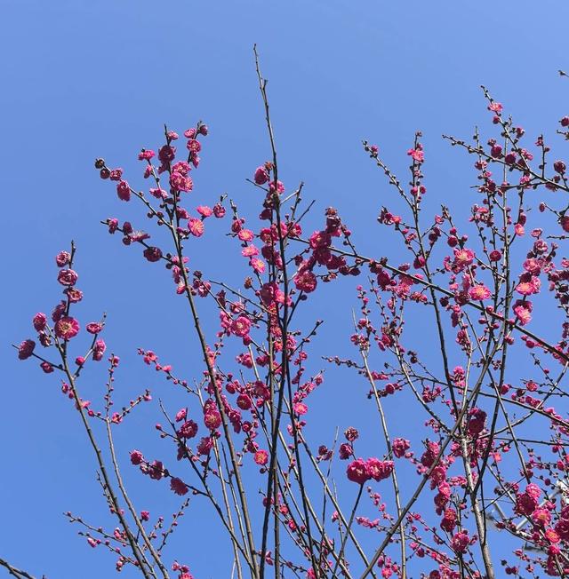 武当文化广场:梅花绽放引客来