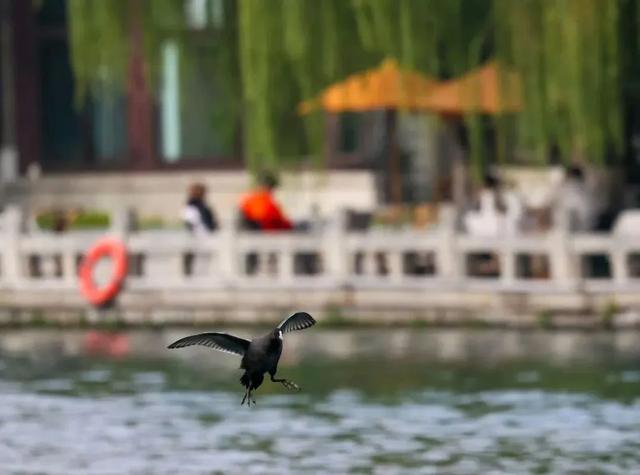 这7处坐游船可沉浸式赏秋的地方，你都体验了吗？