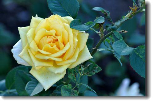 头条爆文《夫妻最好的相处：不是搭伙过日子，而是并肩闯人间》