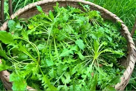 这8种蔬菜，含钙量远高于牛奶，春季换着给孩子吃，身高突飞猛进图片