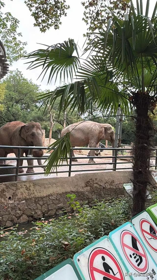 上海动物园的高颜值图鉴