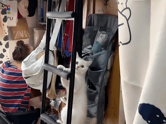 爸爸教猫爬梯子上床，结果第二天看到…网友：这猫是人教版的！