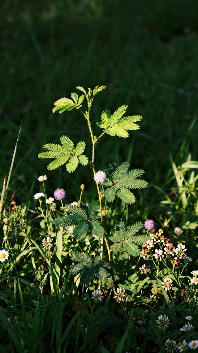 丝丝春意，抹去缕缕寒意，春天美景分享，太治愈了！