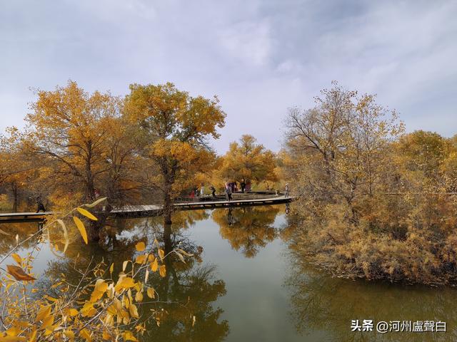 金塔胡杨林
