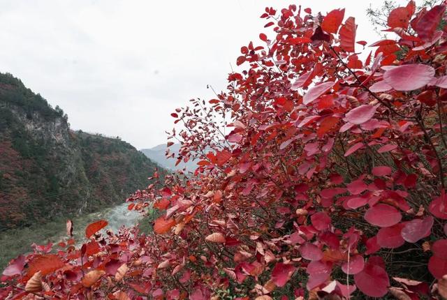 成县晚秋，是藏在秦岭南麓的色彩诗行