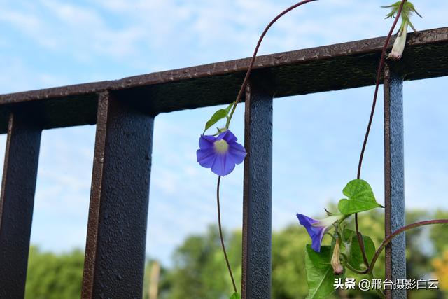 河北省第九届旅发大会主会场——邢台•襄湖森林公园（图）