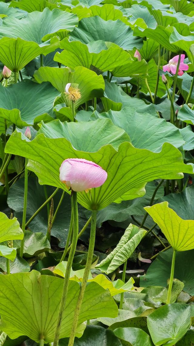 荷叶飘香,花开如梦