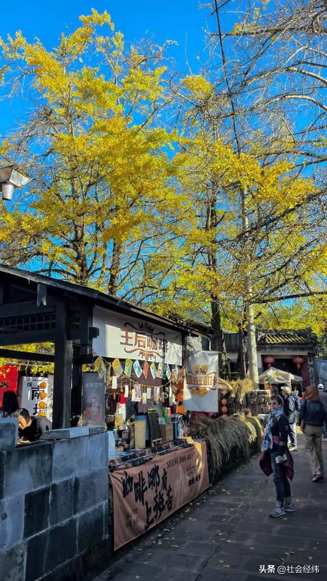 金色童话！腾冲千年银杏村，巷陌皆染秋光醉