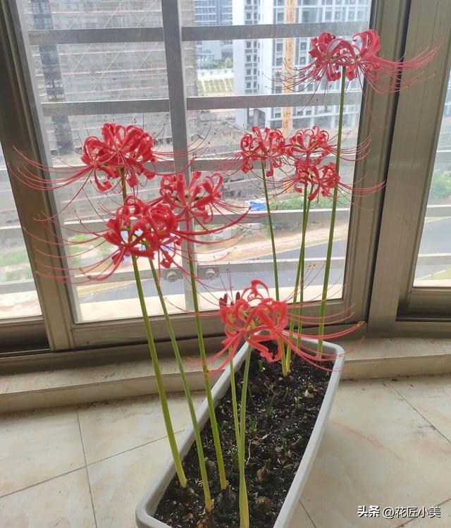 女子养了11年的花，马上就要开了，可惜因出差看不到了