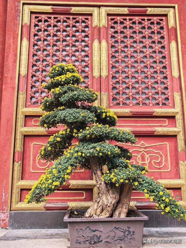 秋风独宠一园菊，晚来香艳出樊篱——北京北海公园2025年菊花展