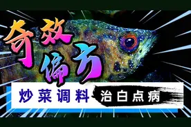 养鱼人的噩梦 - 白点病治疗特效偏方图片
