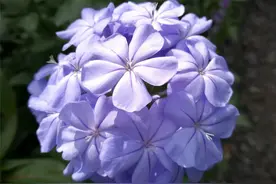 “晒不死”的5种花，太阳越大，花开越旺图片