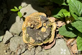 苏州三元三村惊现“毒灵芝”图片