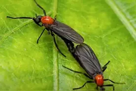 韩国首尔大量“爱情虫”爆发，游客居民感到不适图片