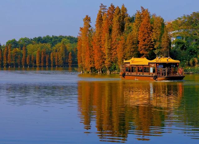 期待！七星岩落羽杉即将“变装”→