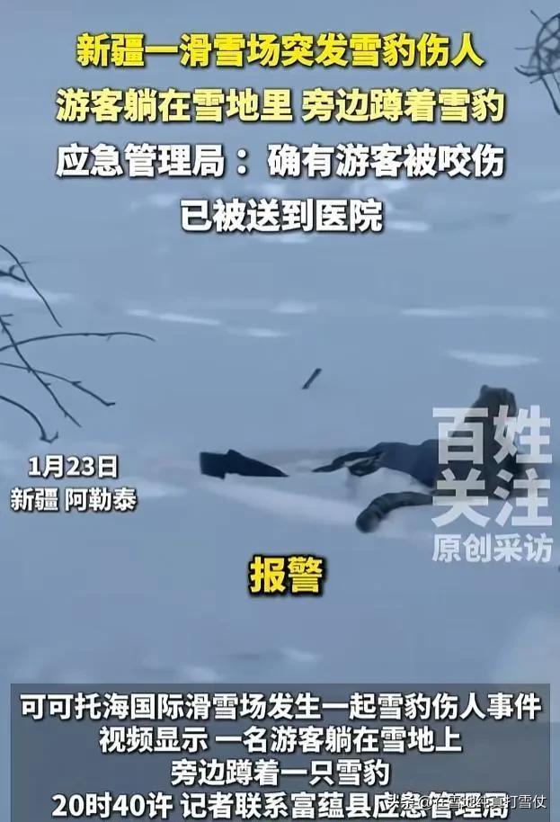 可可托海雪豹咬人后续！“活该”？三次警告当耳旁风，被咬不冤