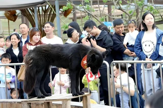 热气球、露营、寻宝……秋假快来金堂这里！