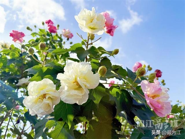 芙蓉映秋景！内江300米“鲜花大道”走红