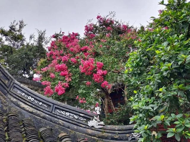 吴中这片小众花海！全开了！