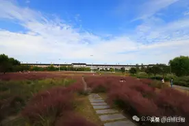 日照这里水鸟成群，风景如画！图片