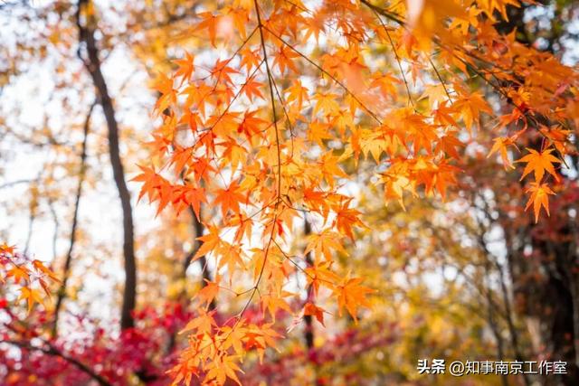 南京的这些瞬间，藏着让人舍不得离开的理由