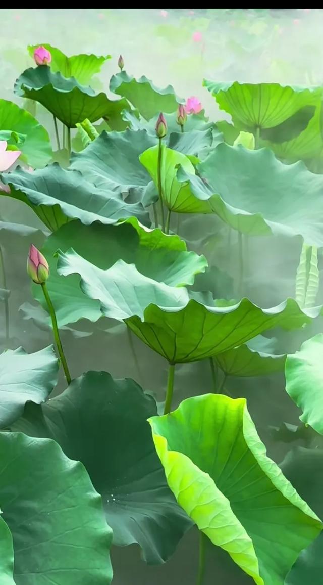 手机壁纸精美图片（7）