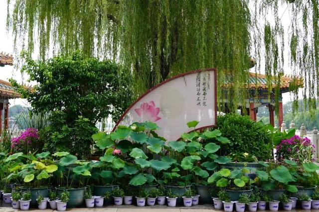 逛西城，到北海公园来个20分钟“精神快充”——