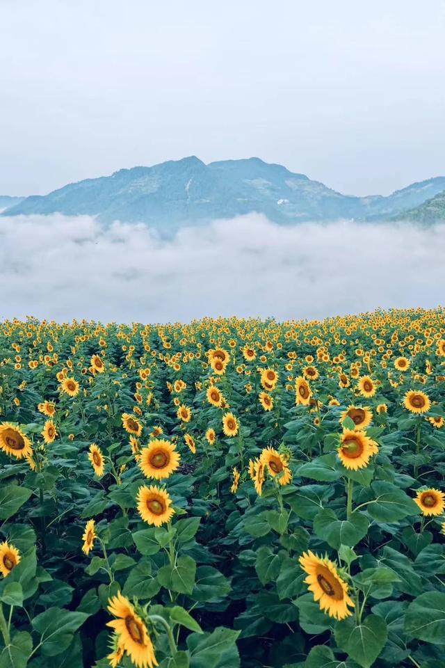 这个夏天，歙县藏了一片会“追光”的清凉仙境！丨皖美夏日