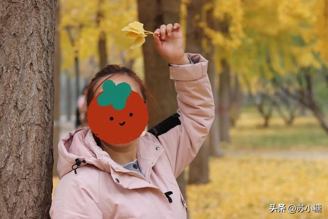 【石家庄】河北经贸大学银杏节预览，随手一拍都是壁纸