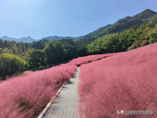 【乐游烟台】唯美！烟台这处粉黛花海上线