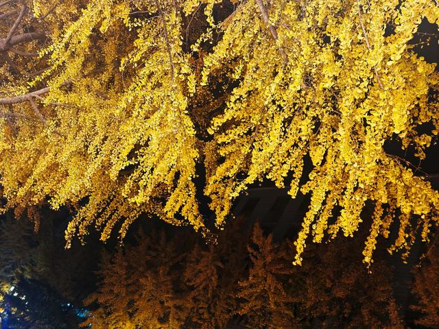 当春城夜色遇银杏金黄！昆明这处夜景观赏地，美到窒息→