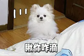 原来养狗也有“段位”，敢养第七种的，才是王者！图片