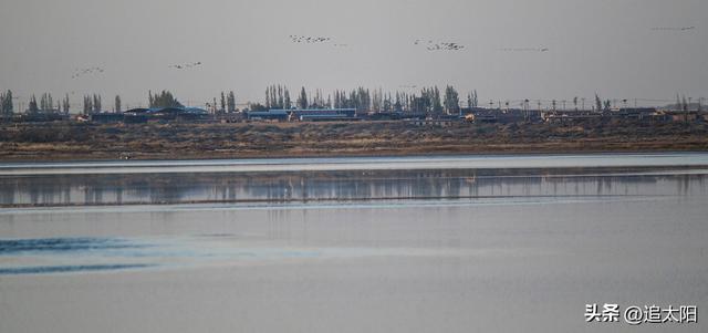 景泰盐沼湿地暮秋风景异