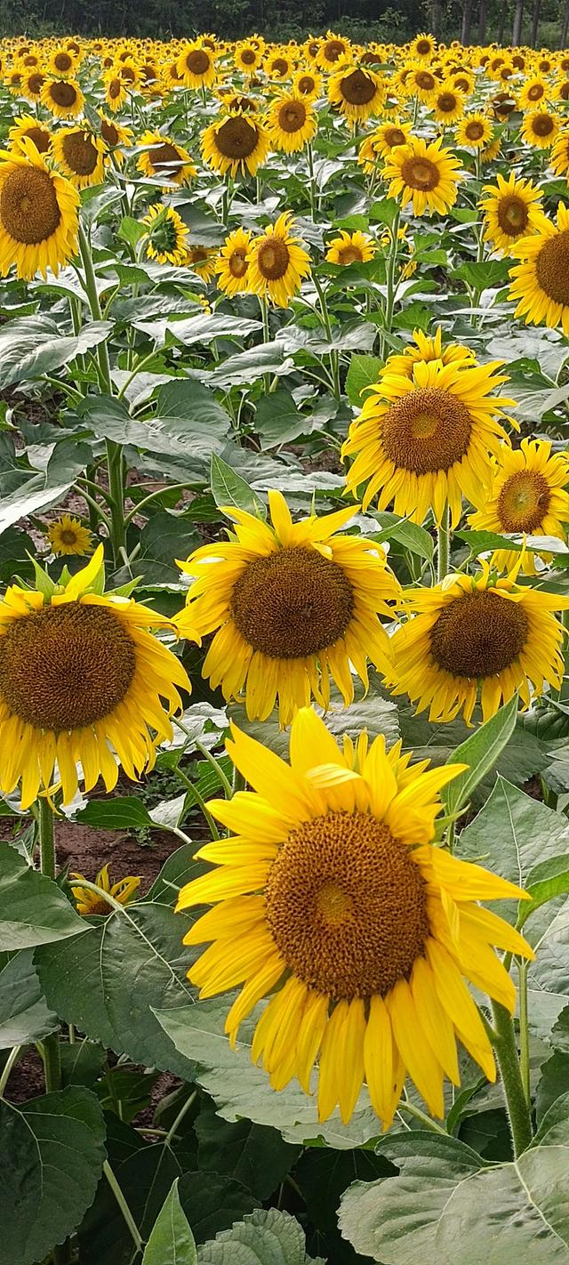 鸭凫峪鹿走沟向日葵🌻花海惊艳亮相！