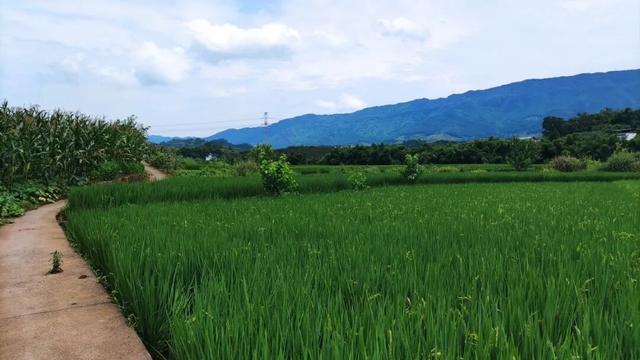 重庆北碚有一座濒临消失的古寨，寨主竟曾是美国总统罗斯福的同学