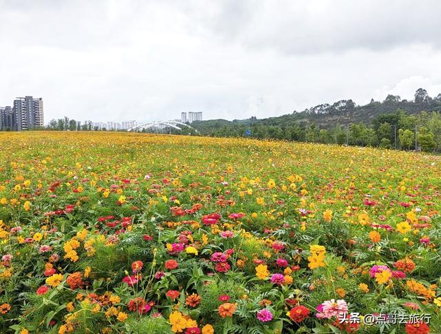 成都最近的格桑花海，6万多平米，山坡被美爆，地铁直达！