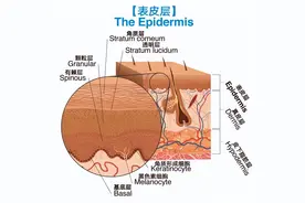人体中最大的器官，失去它，生不如死！图片