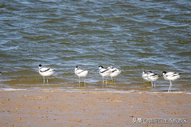 【黄河口生态旅游区】 来黄河口遇见“瑞士卷” 与候鸟的诗意邂逅