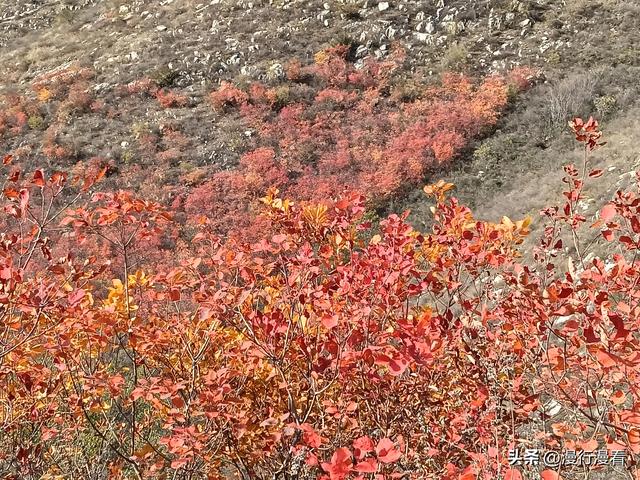 看红叶不怕晚，东焦村红叶正当时