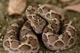 盘点生活在撒哈拉沙漠的5种剧毒动物，小心！图片